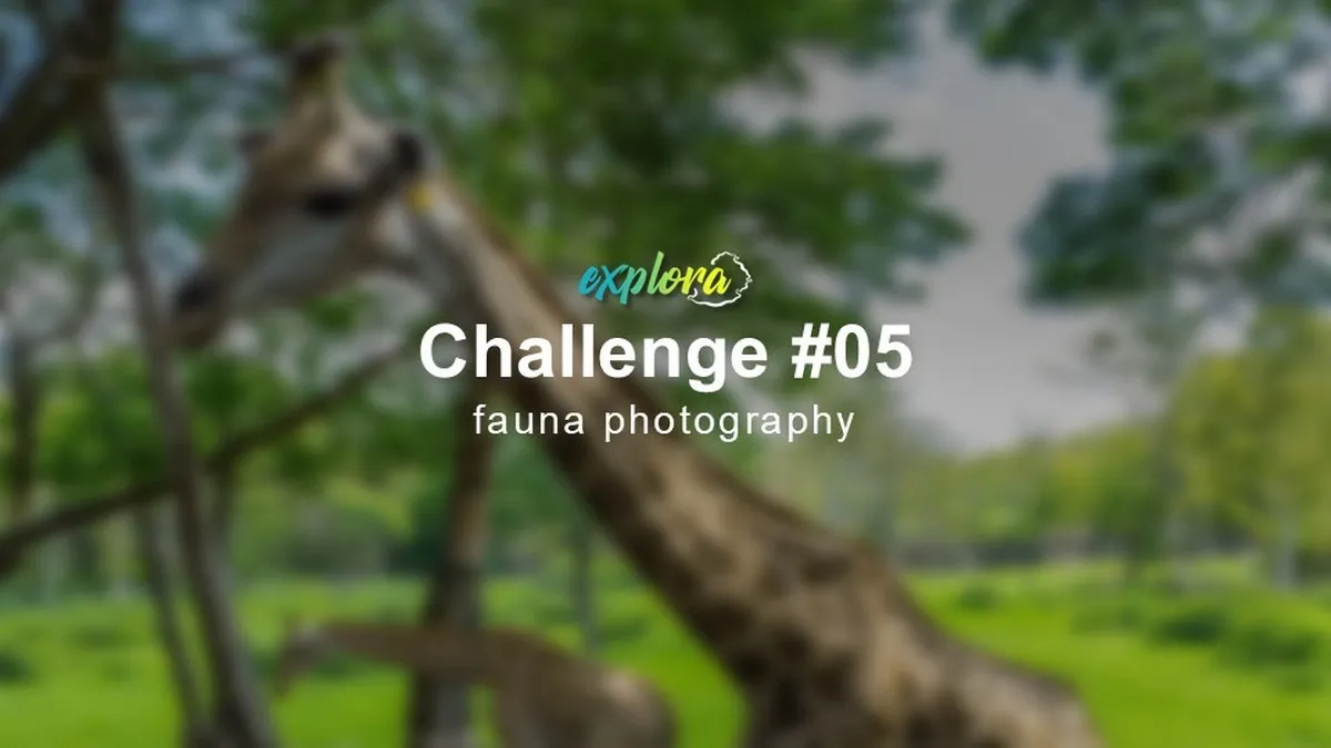 Wildlife and fauna photography contest in Mauritius featuring animals and nature