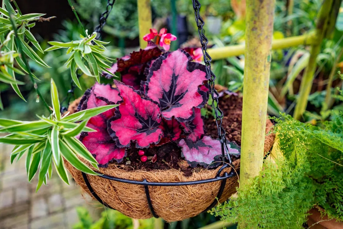 Begonia Stardust flowers hanging in a coconut pot in a garden in Mauritius