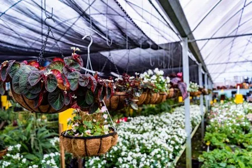 Coconut liners hanging pots in greenhouse