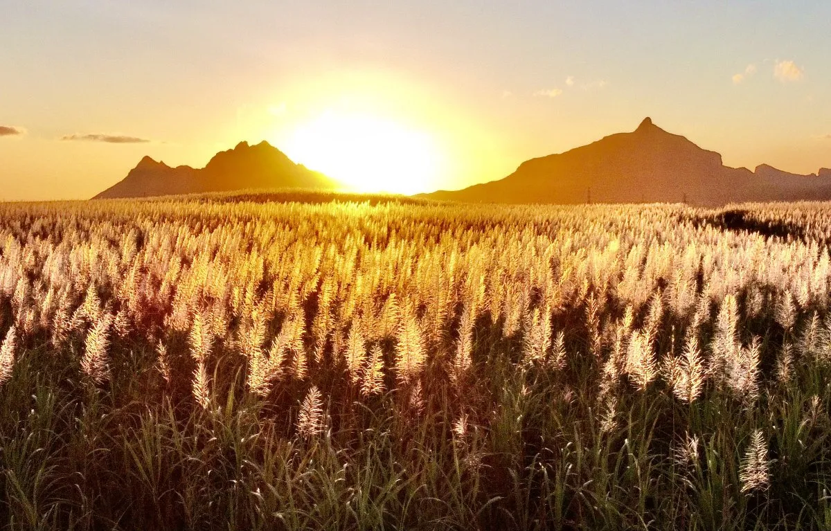 Sunset over blooming sugarcane fields at Ripailles in Mauritius with mountains in background
