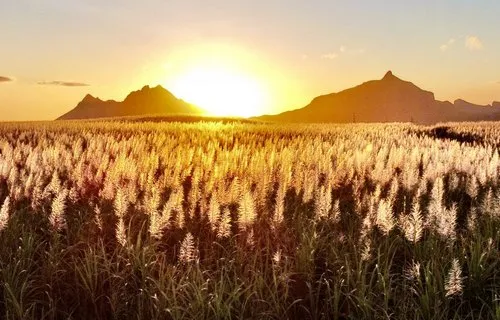 Sugarcane blooming at Ripailles during sunset