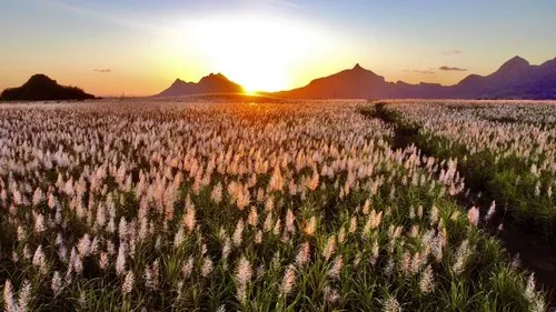 Sugarcane flowers in fields at Ripailles