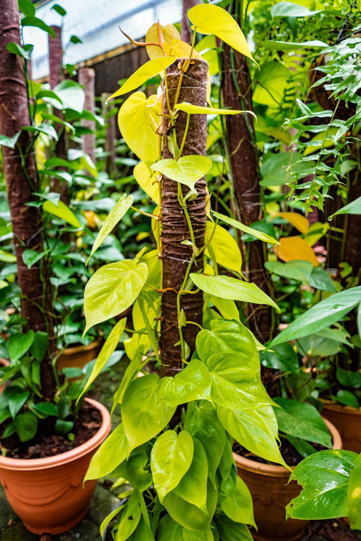 Light green Philodendron plants in brown pots at Vaneron Garden Center, Mauritius