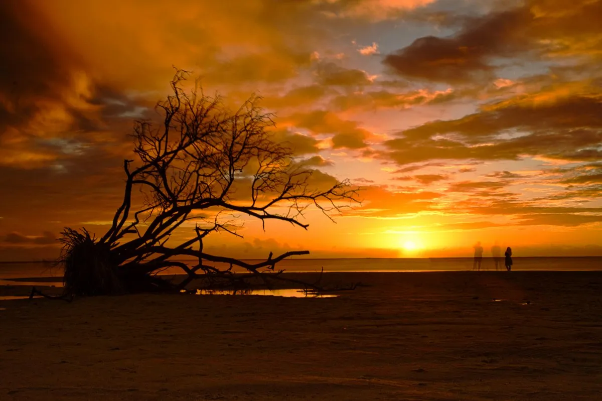 Silhouetted tree and people at La Prairie beach during sunset in Mauritius
