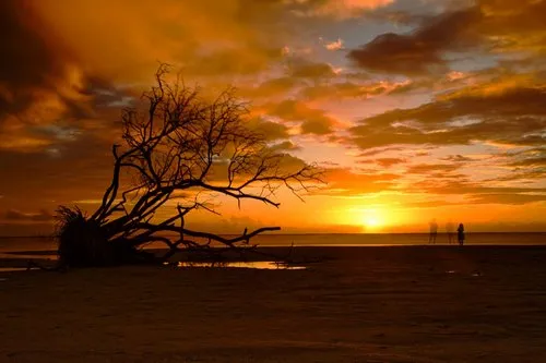 Silhouette of tree & people at La Prairie during sunset