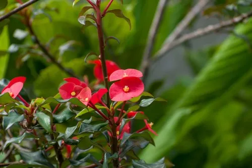 Mask Alonsoa meridionalis Rebel red flower