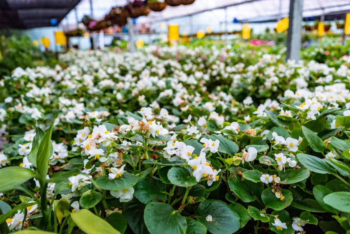 White begonia flowers blooming in a nursery greenhouse in Mauritius