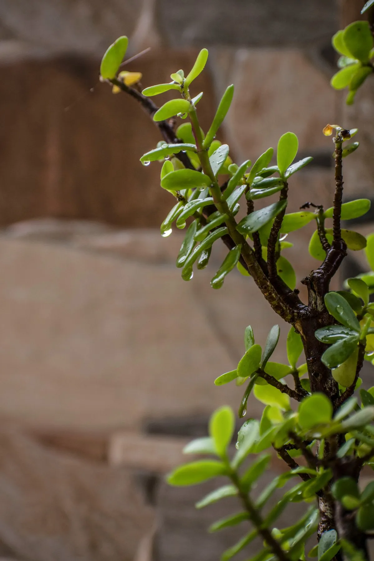 Closeup of Jade Money Tree with water droplets after rain in Mauritius