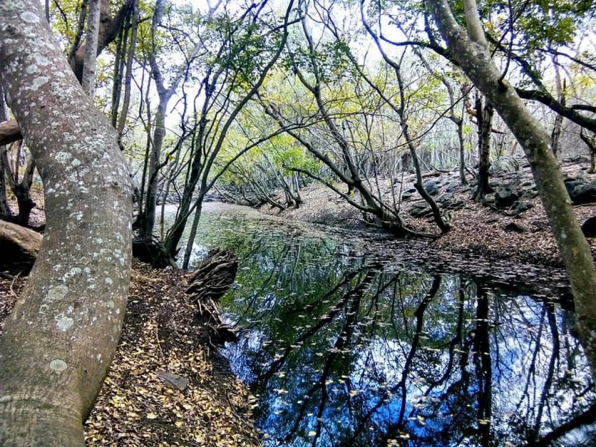 Calm creek with trees reflecting in the water in Yemen, captured in nature reserve setting