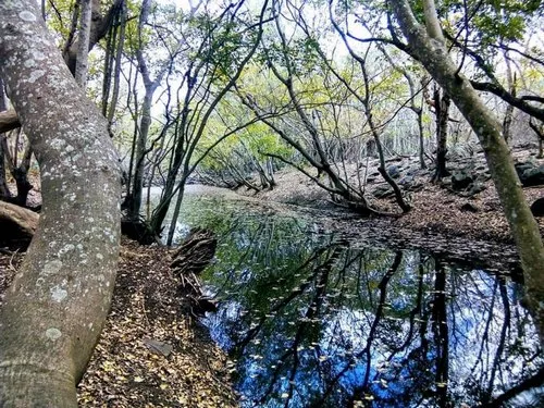 Yemen Nature Reserve creek surrounded by trees