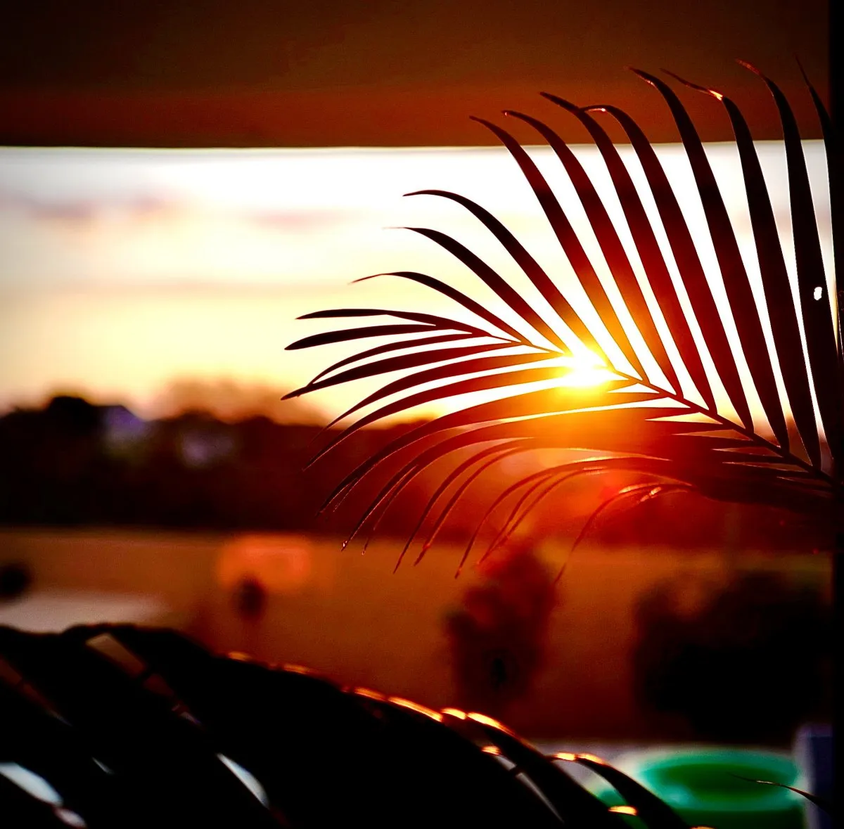 Sunset viewed through silhouette of palm leaves in Mauritius with warm sky background
