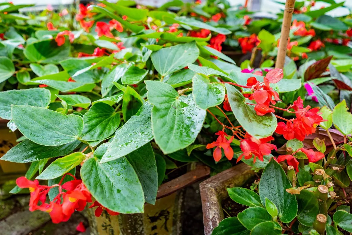 Red begonia flower with dark green leaves in a garden in Mauritius
