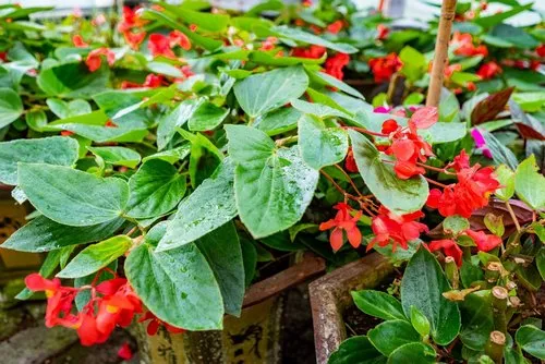 Dazzling Red Begonia with dark green leaves in garden