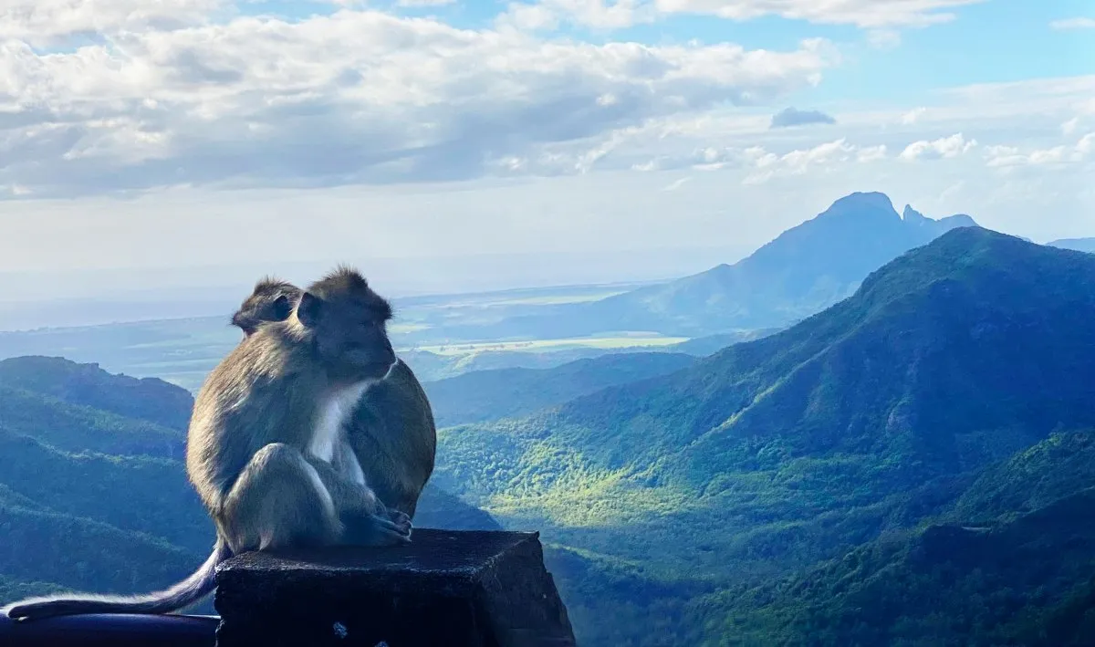 Grey Mauritian monkeys hugging with mountain backdrop in Black River Gorges, Mauritius
