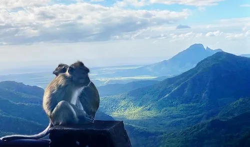 Monkeys hugging at Black River Gorges