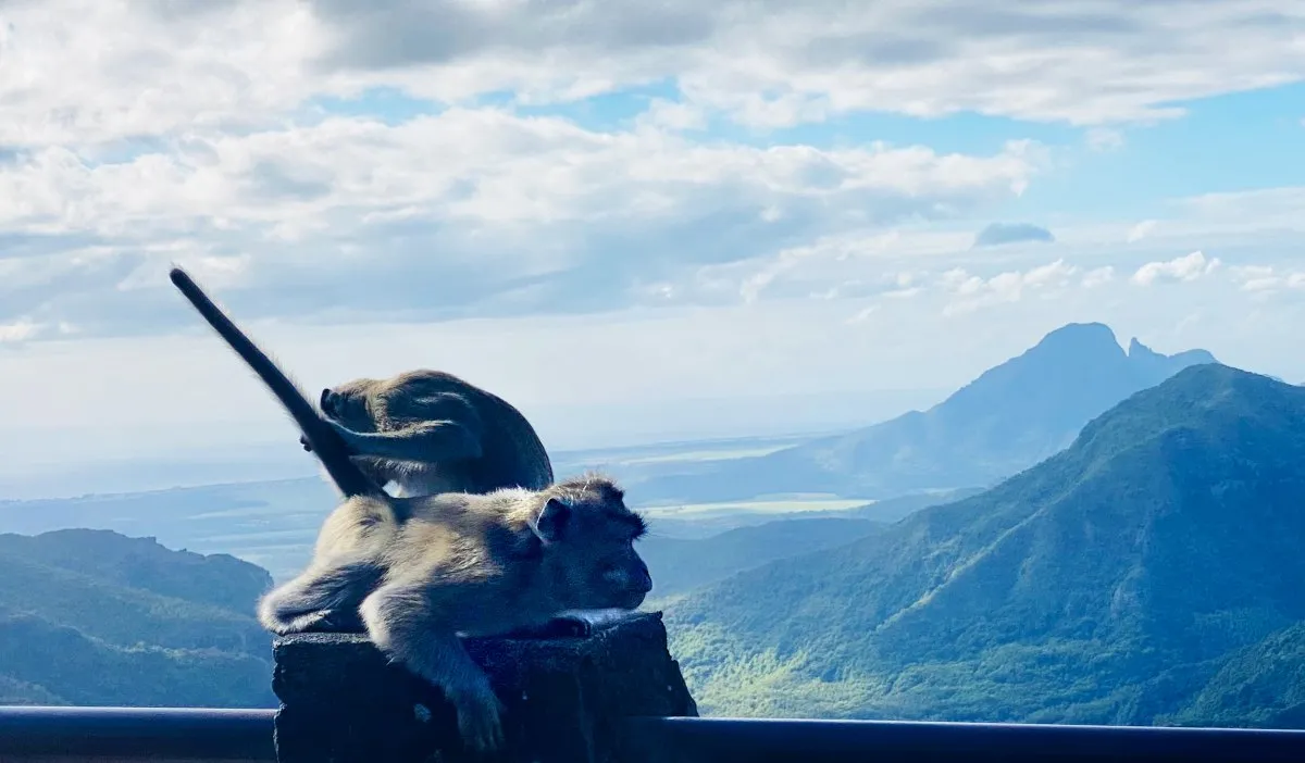 Monkeys playing with mountain backdrop in Black River Gorges, Mauritius