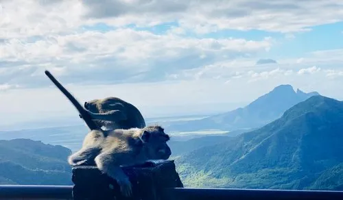 Monkeys playing with mountains in background