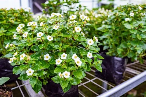 White Exacum at Vaneron garden center