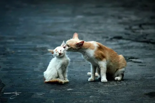 Mother cat licking kitten in Port Louis