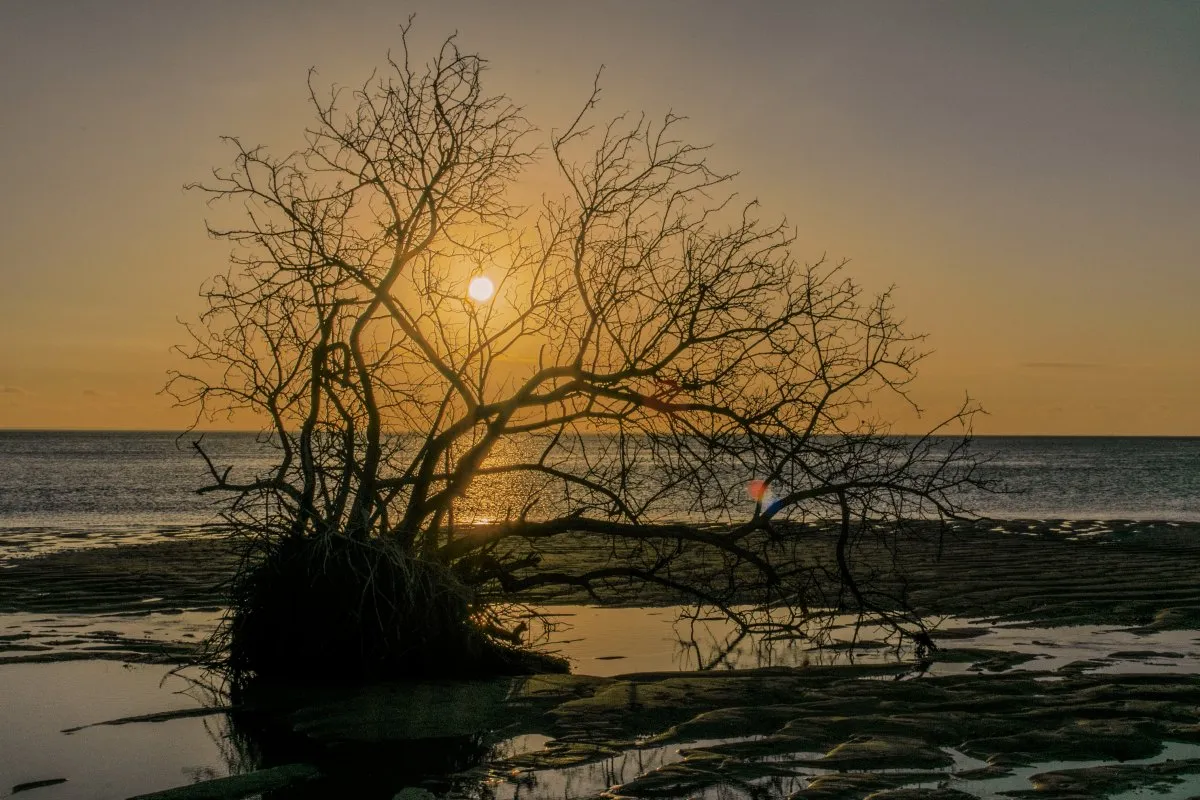 Silhouette of uprooted tree at La Prairie beach during sunset in Mauritius with sun shining through branches