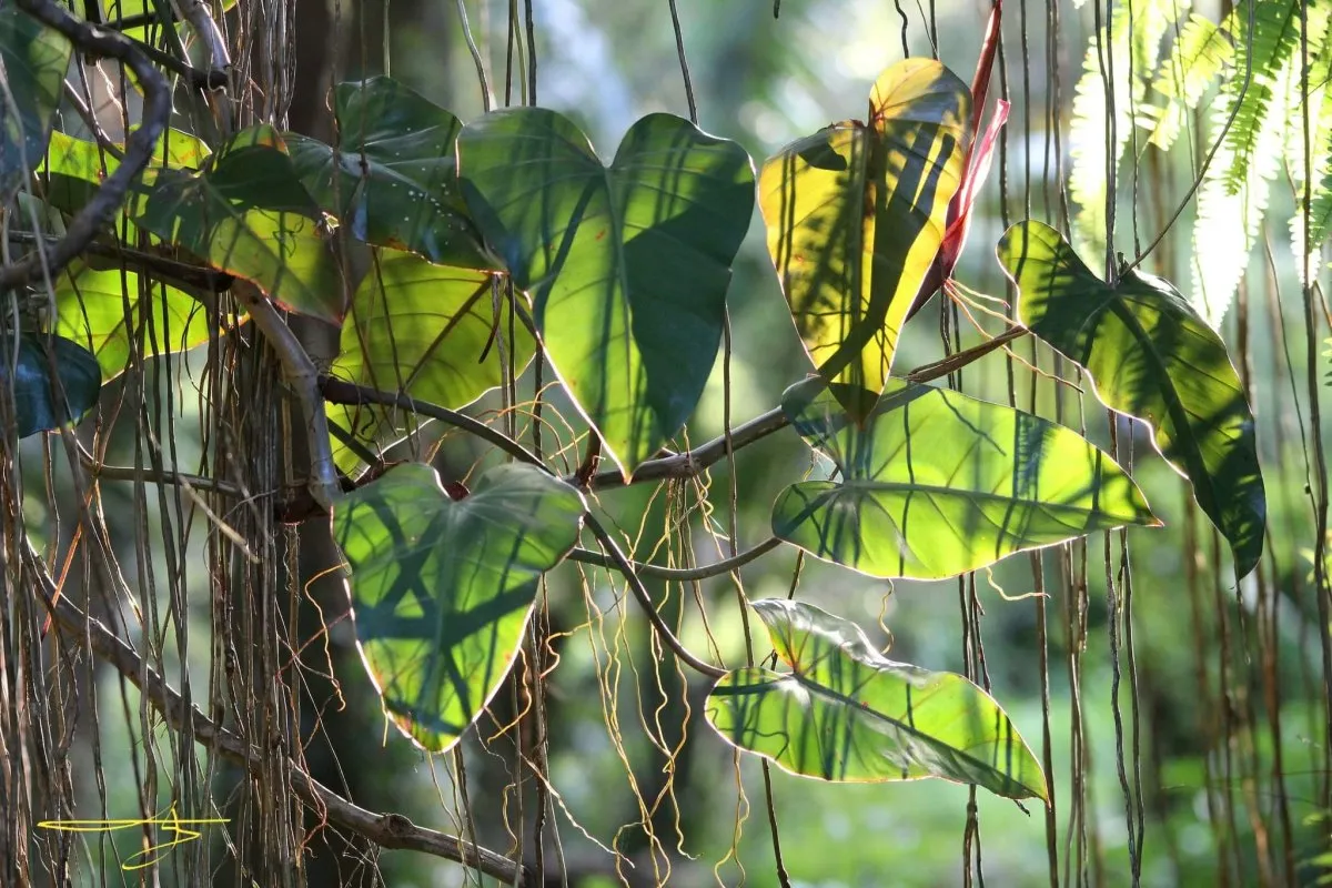 Sunlit green creepers and plants at Curepipe Botanical Garden in Mauritius
