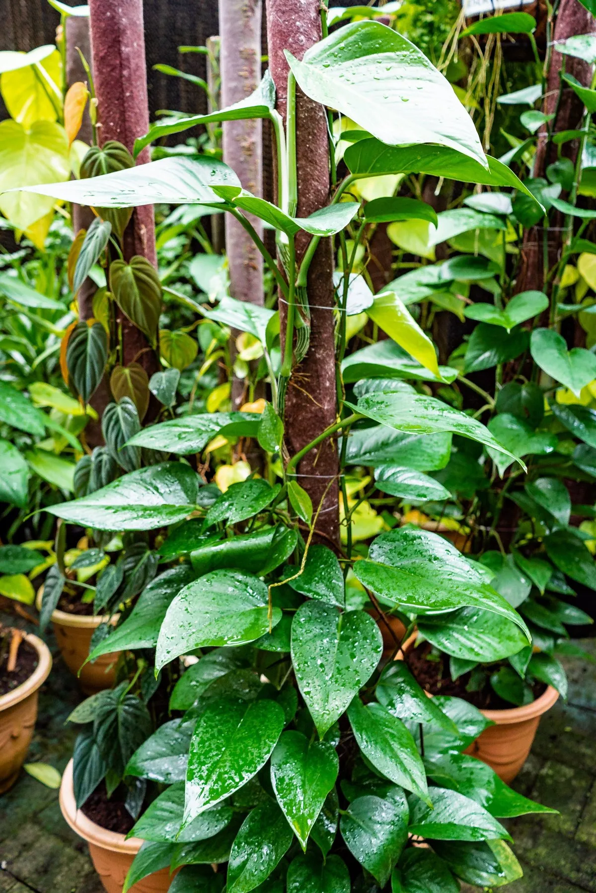 Dark green Philodendron plants in light brown pots at Vaneron Garden Center in Mauritius