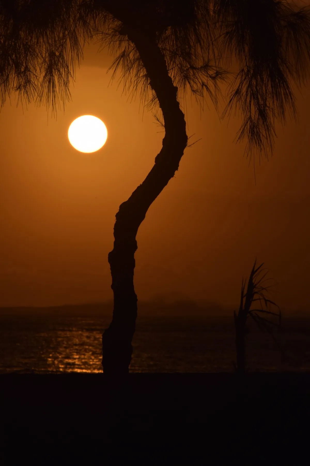 Silhouette of bent Filao tree on Mauritius beach at sunset with colorful sky