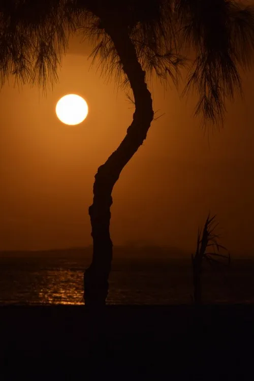 Bent filao tree for Sunset view at Riambel