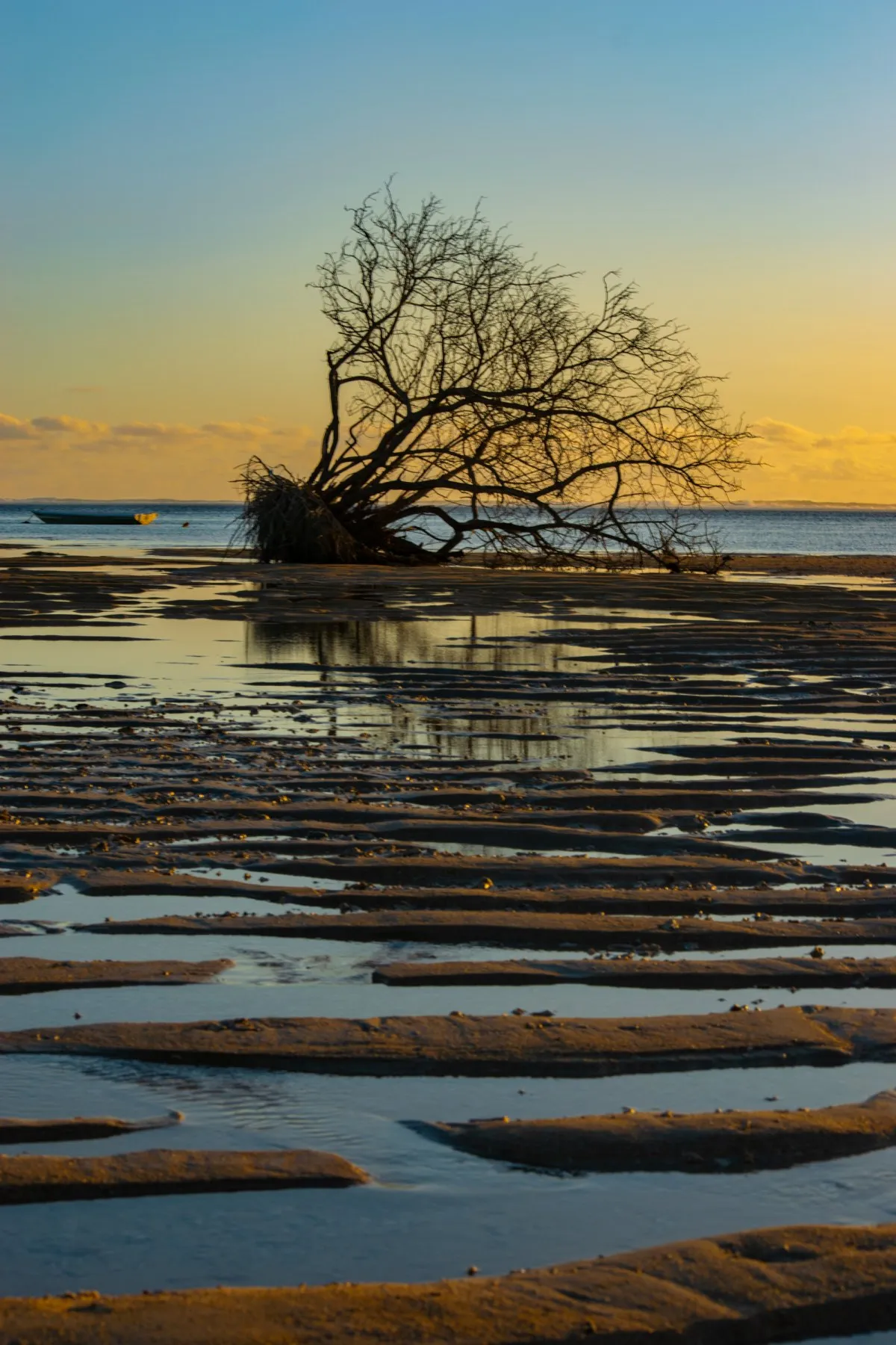 Dead leafless sea tree reflecting on water at La Prairie beach in Mauritius during low tide