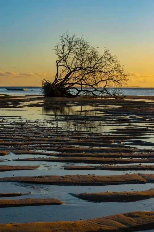 Dead & leafless sea tree at La Prairie