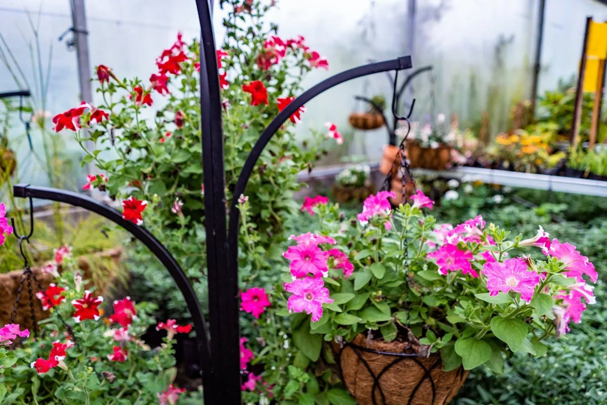 Pink Petunia flowers hanging in a coconut basket pot on black metal stand in Mauritius