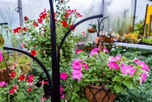 Pink Petunia flowers hanging in coconut basket pot
