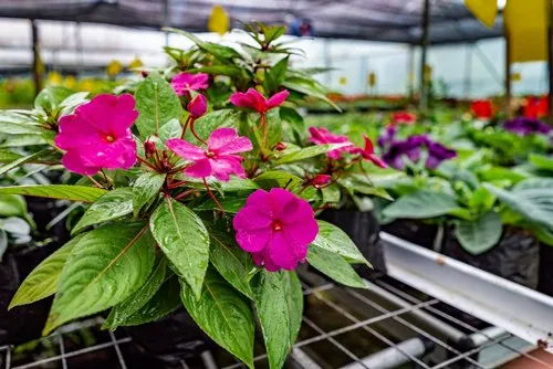 Pink Impatiens flowers at Mauritius nursery