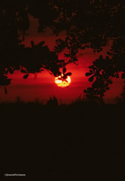 Sunset at Bagatelle with plants silhouette