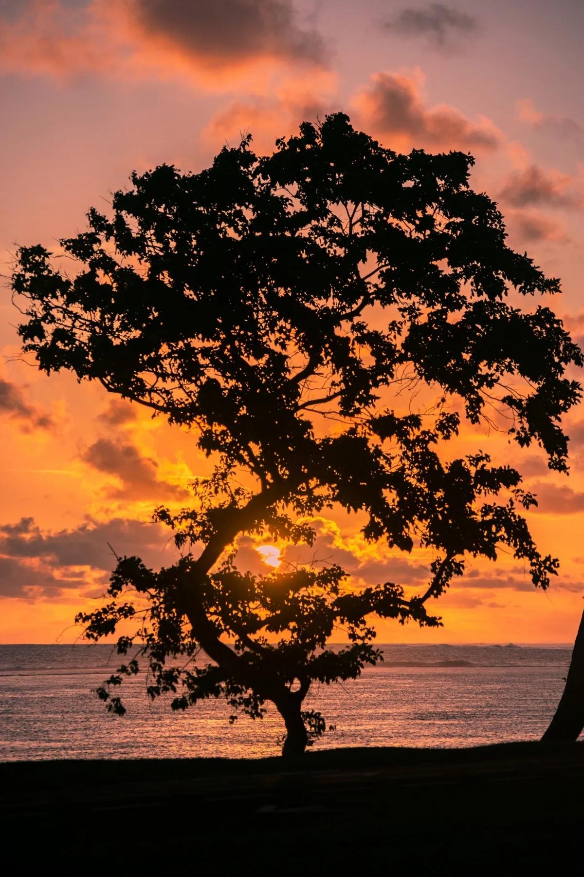 Tree silhouette against a vibrant sunset sky at St Felix beach in Mauritius