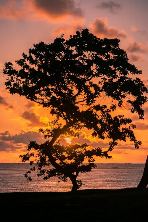 Tree Silhouette with sunset at St Felix beach