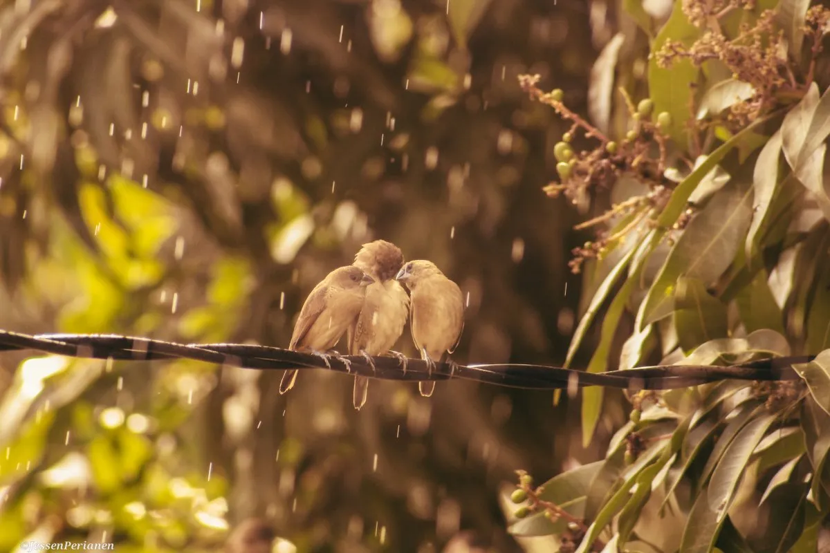 Three little birds perched together in the rain near doorstep in Mauritius