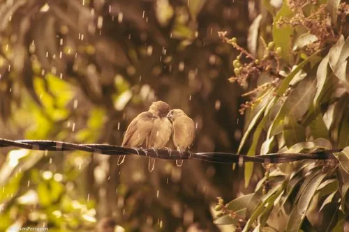 Three little birds next to each other while it's raining