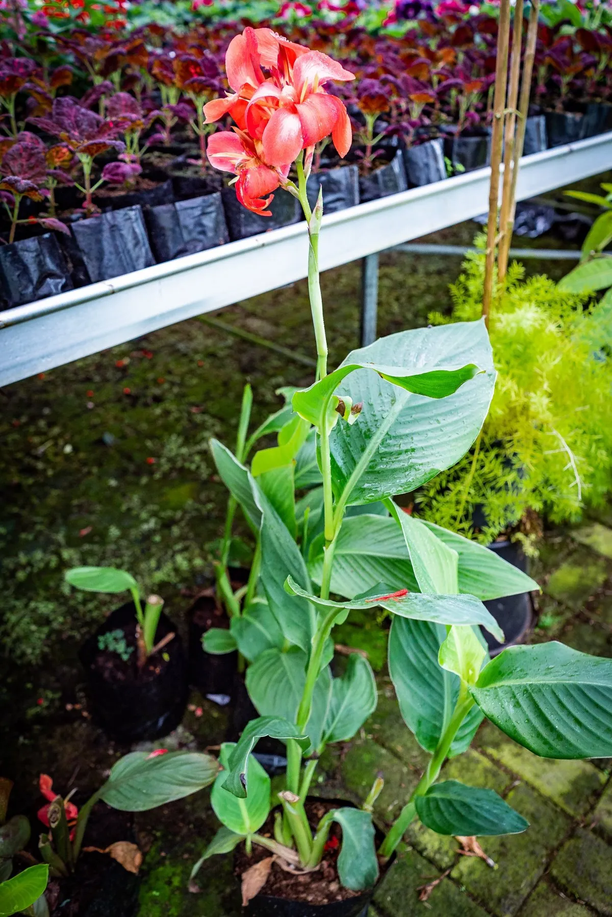 Red Canna flower blooming with green leaves in a Mauritius greenhouse