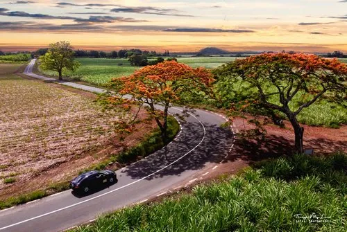 Aerial view of car, road & flamboyant tree at Flacq