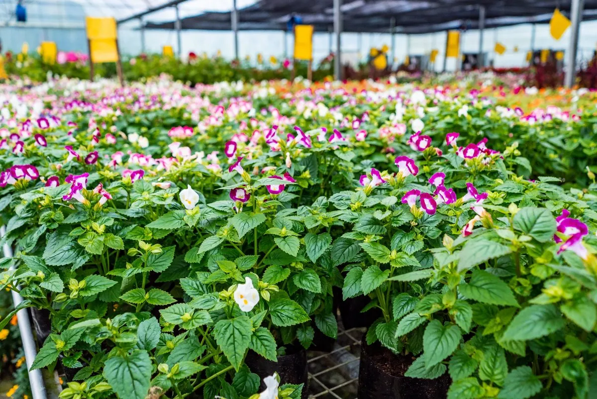 Pink and white Torenia flowers blooming in a greenhouse at Vaneron Garden Center, Mauritius