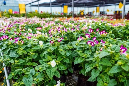 Plenty of Pink Torenia flowers in greenhouse