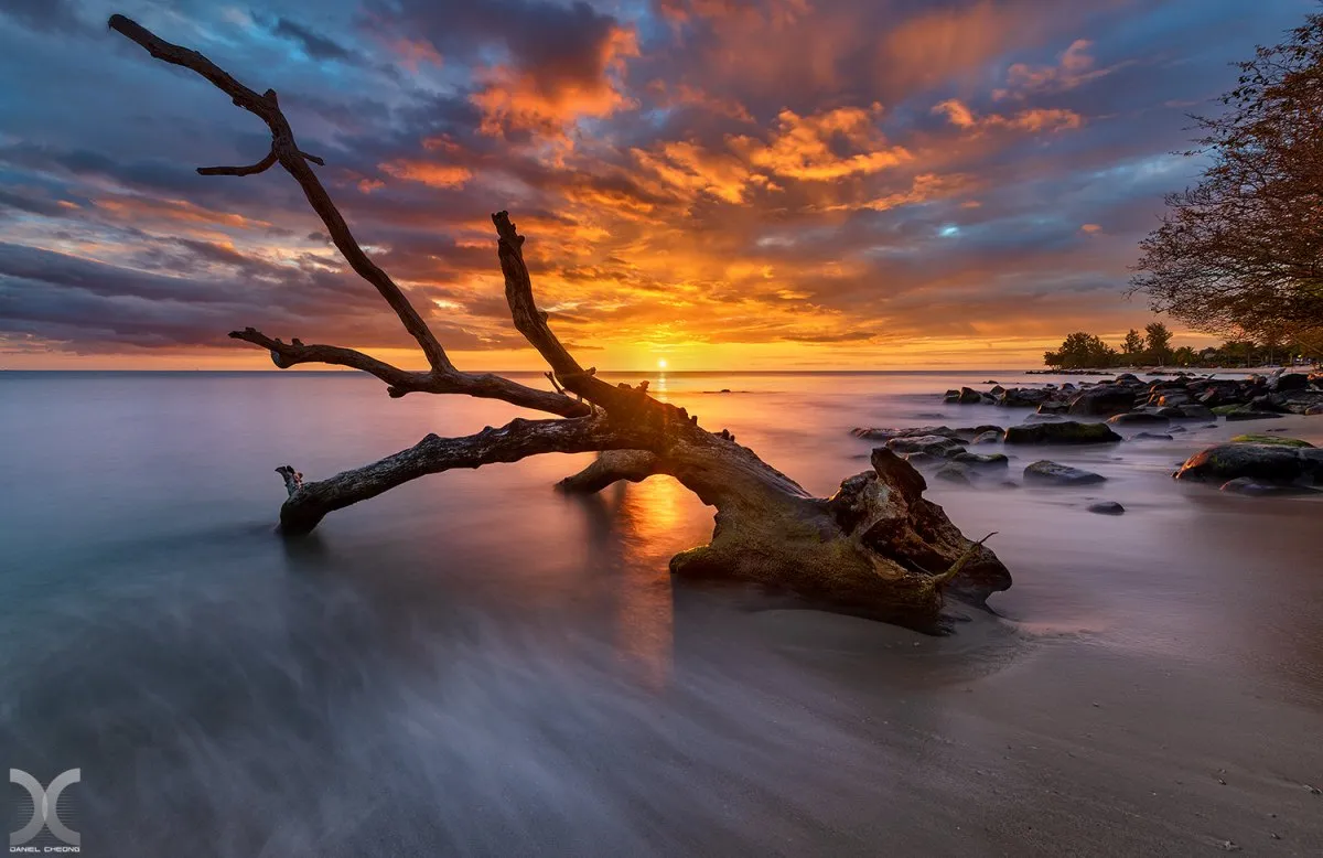 Long exposure photo of driftwood tree and sea at sunset in Tamarin, Mauritius with blurred water and clouds
