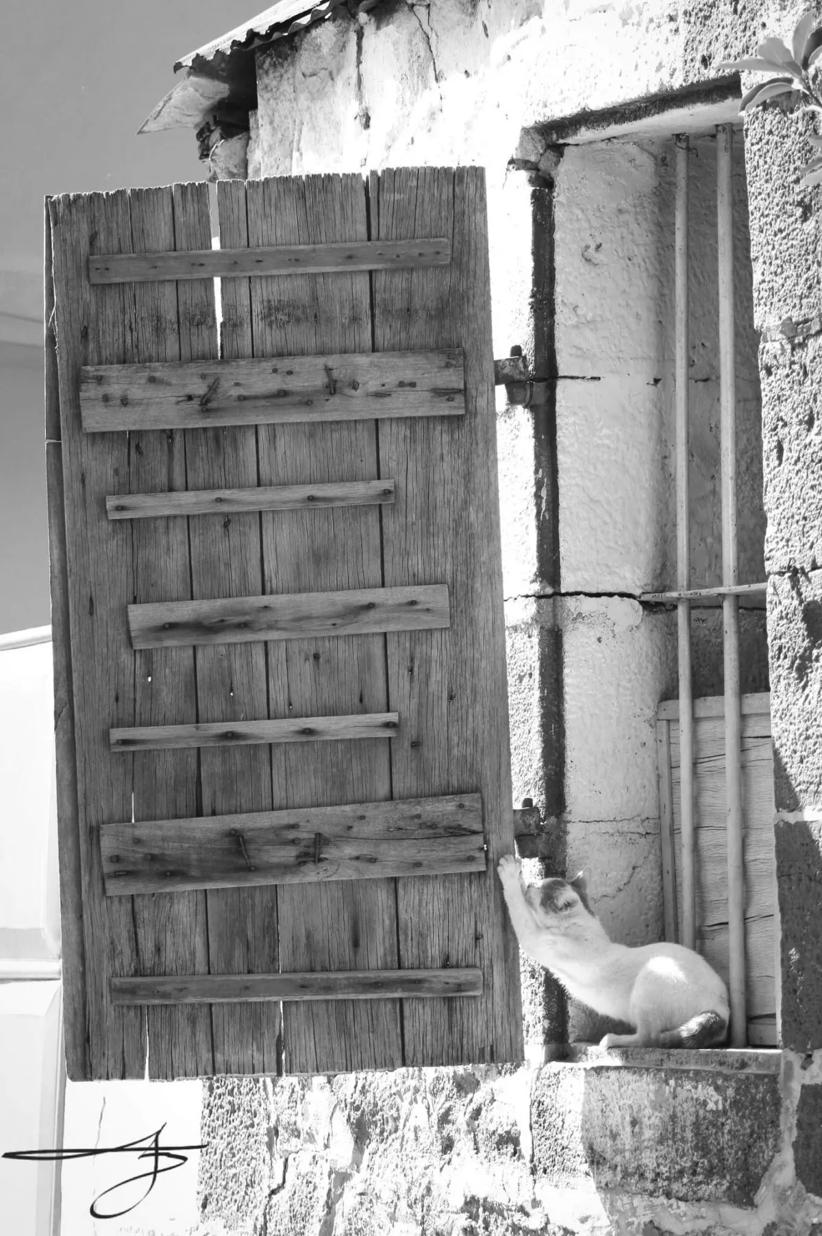 White cat scratching old wooden window in Port Louis, Mauritius
