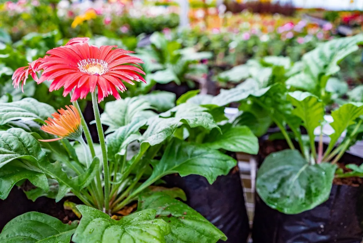 Bright red Gerbera flower blooming with green leaves in Mauritius garden
