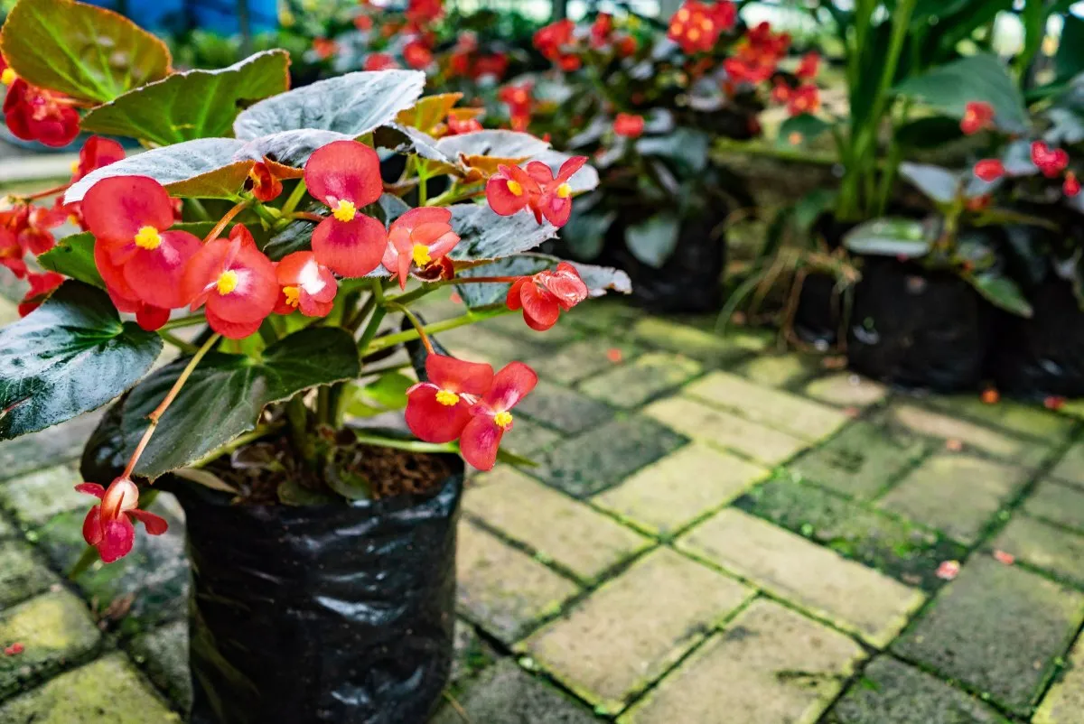 Red Begonia flowers blooming in a nursery garden in Mauritius