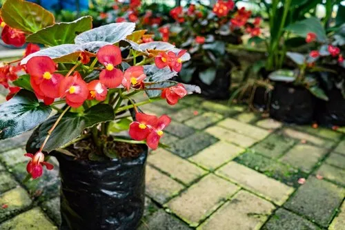 Red Begonia garden Flowers in Mauritius