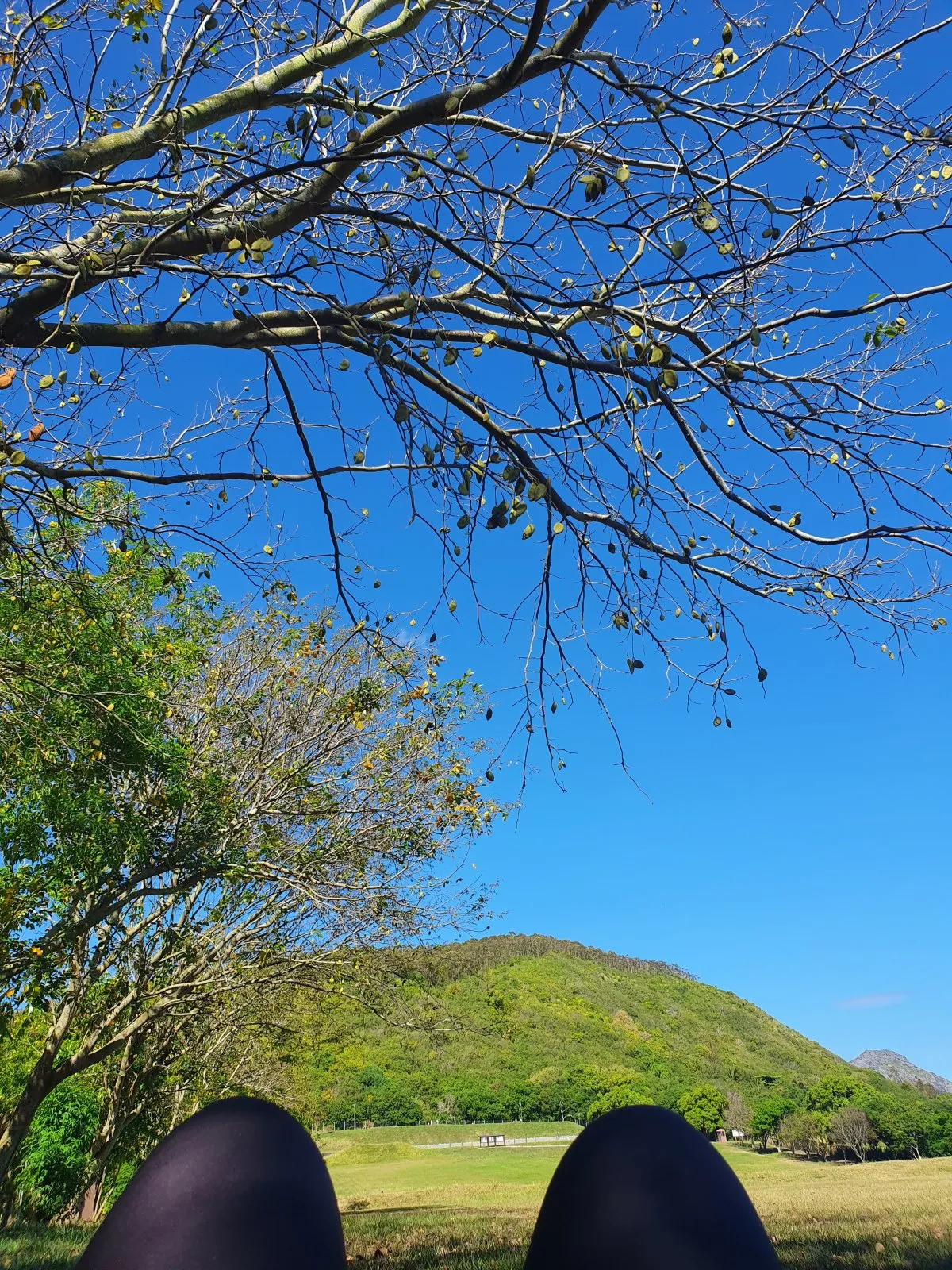 Lush Candos Hill with trees overlooking Quatre Bornes residential area in Mauritius