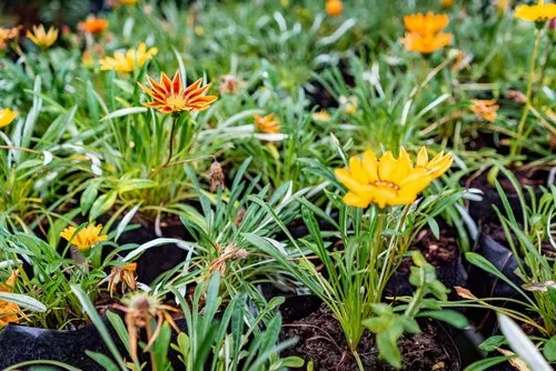 Amazing Yellow Gazania treasure flower