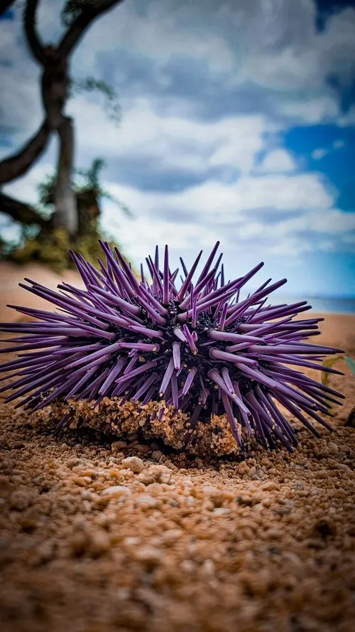 Close photography of sea urchin on the beach